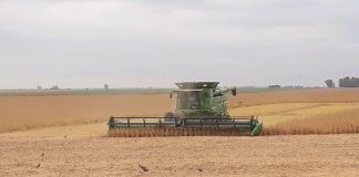 La cosecha de soja en marcha y con rindes aceptables