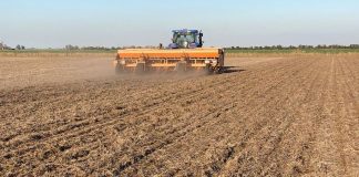 Efecto retenciones: La siembra de maíz cae 200 mil hectáreas
