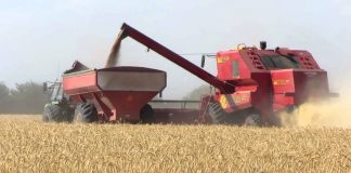 Trigo: Argentina podría ser el país de mayor crecimiento productivo en los próximos 10 años