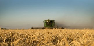 Zona núcleo: pronostican misma producción de trigo que en 2017, pese al aumento del 30% sembrado