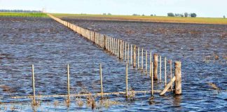 Casi 300 milímetros en dos días: El trigo y la soja los más afectados