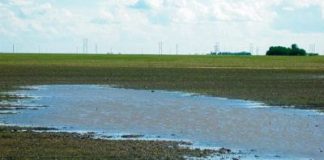 Soja de primera: Estiman que el 10% del área de El Trébol deberá ser resembrada