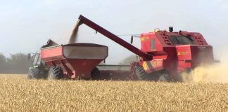 Proyectan un recorte en la producción de trigo de unas 200 mil toneladas