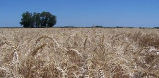 Aún queda el 30% de trigo por cosechar y el agua podría afectar el rinde