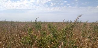 El exceso de agua acentuó la presencia de malezas