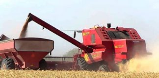 Según el USDA nuestro país producirá 20 millones de toneladas de trigo