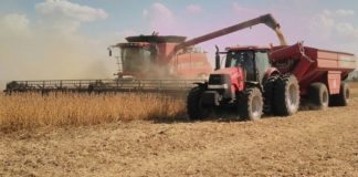 Soja de segunda: El rinde promedio rondaría en los 35 quintales la hectárea