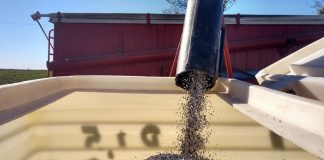 Trigo: La importancia de una óptima fertilización