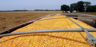 Por primera vez en 20 años, la Argentina producirá más maíz que soja