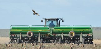 El trigo continuó sumando superficie sembrada
