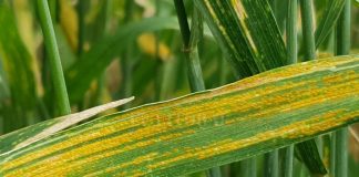 Trigo: Aconsejan un óptimo monitoreo por la presencia de mancha amarrilla y roya