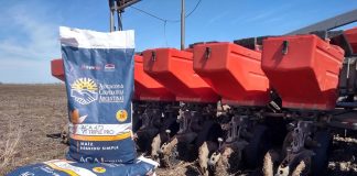 Maíz: Semillas ACA con seguro gratuito por «planchado o heladas tardías»