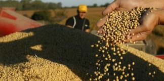 Retenciones: compensarán a pequeños productores