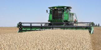 Trigo: La cosecha culminó con rindes dispares y un promedio inferior al que se esperaba
