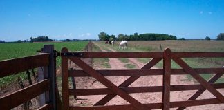 Cae el valor de los campos y sugieren volver a los alquileres a porcentaje