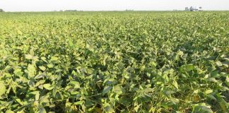 El clima seco y las altas temperaturas comprometen a la soja de segunda
