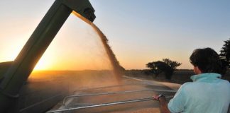Coronavirus: Cómo trabajar en el campo en plena cosecha