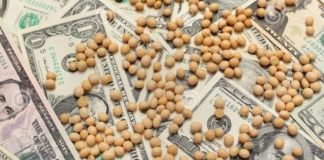 De 40 a 110: La brecha cambiaria es una invitación para que los productores frenen la venta de su soja