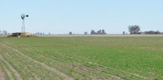 Trigo: por la falta de lluvias, ya estiman un 5 % de pérdidas