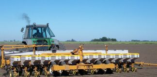 Maíz: La intención de siembra se mantiene, aunque depende de la lluvia