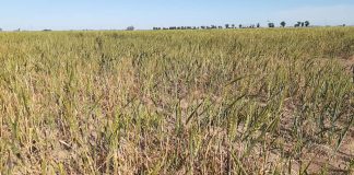 Trigo: Lotes desertados, escaza proyección de rindes y un año para el olvido