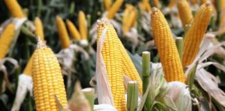 Para aliviar a quienes producen carnes, el gobierno cerró las exportaciones de maíz y perjudica a productores