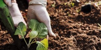 Búsqueda laboral: Se seleccionará Ing. Agrónomo