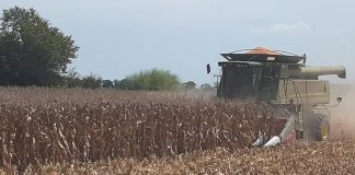 Maíz: Los primeros lotes arrojan rindes parejos y buenos