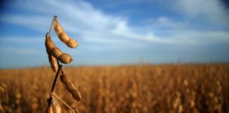 Aseguran que las lluvias de la última semana no tendrían gran impacto en los cultivos