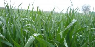 Las lluvias apuntalaron al trigo y se espera una campaña récord