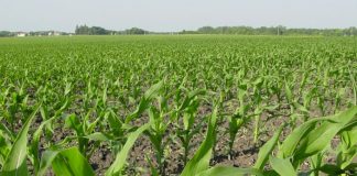 Maíz: “paquetes” promocionales en fertilizantes y agroquímicos