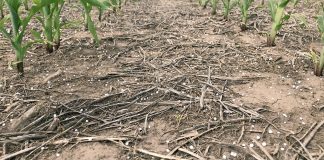 El desafío de aplicar fertilizantes en años Niña: cómo evitar que se pierda la dosis