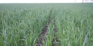 Trigo, el gran favorecido por las lluvias