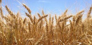 Producción récord de trigo en la región núcleo