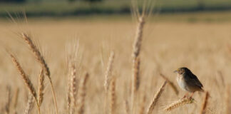 El Niño salvador: las lluvias recuperaron 700.000 hectáreas para el trigo 2023/24