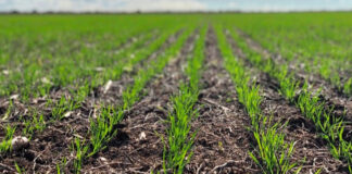 Trigo: Asegurá tu cultivo junto a la Cooperativa y San Cristóbal